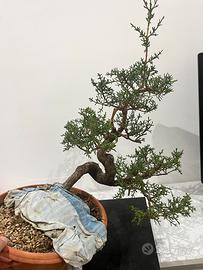 Bonsai cipresso