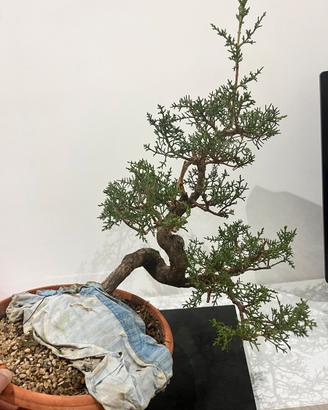 Bonsai cipresso