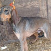 Segugi da lepre e volpe,dell'appennino e italian