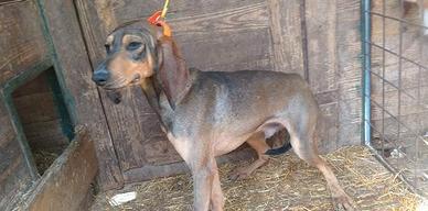 Segugi da lepre e volpe,dell'appennino e italian