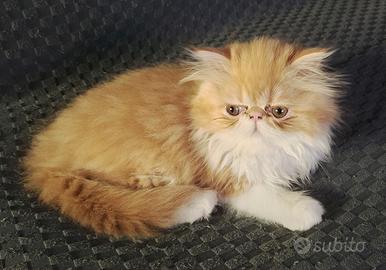 Gatto persiano