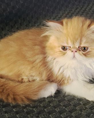 Gatto persiano