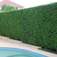 TAGLIO SIEPI, TAGLIO PIANTE