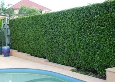 TAGLIO SIEPI, TAGLIO PIANTE