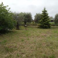 Terreno con ulivi 1700mq