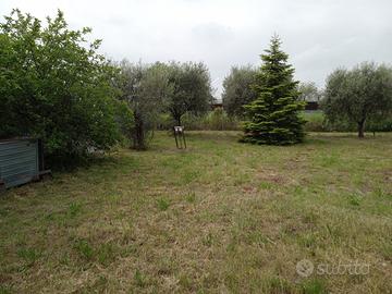 Terreno con ulivi 1700mq