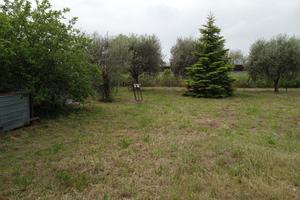 Terreno con ulivi 1700mq