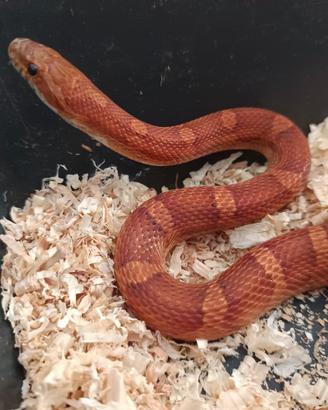 Serpente, pantherophis, serpente del grano