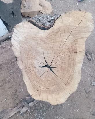 Fette di tronco di ulivo 4diametro minimo 35cm