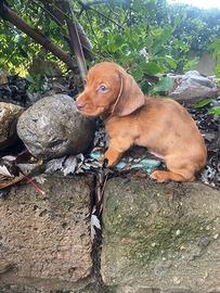 Maschietti di bassotto red