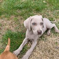 Maschietto di Weimaraner