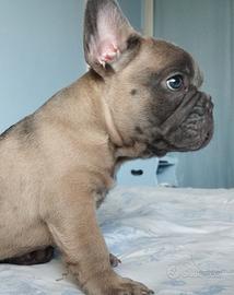 Bulldog francese
