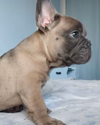 Bulldog francese