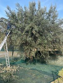 Terreno fronte strada Velletri