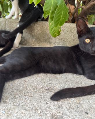 Gattini