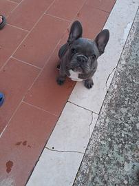 Buldog Francese  maschio 3 mesi e mezzo
