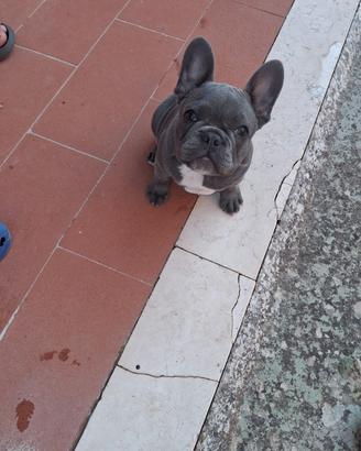 Buldog Francese  maschio 3 mesi e mezzo