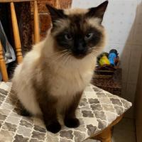Gatta siamese addomesticata
