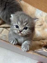 Cuccioli di gatto persiano