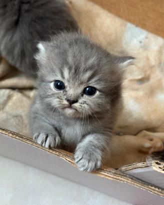 Cuccioli di gatto persiano