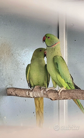 Parrocchetto dal collare