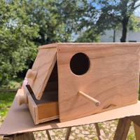 Nidi calopsiti , pappagalli 