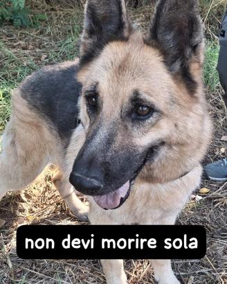 Penny pastore tedesco 11 anni in canile