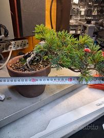 bonsai