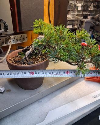 bonsai