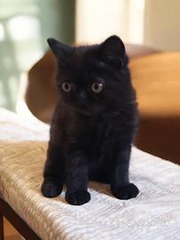 exotic shorthair 