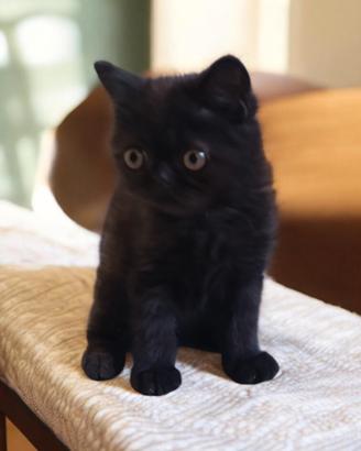 exotic shorthair 