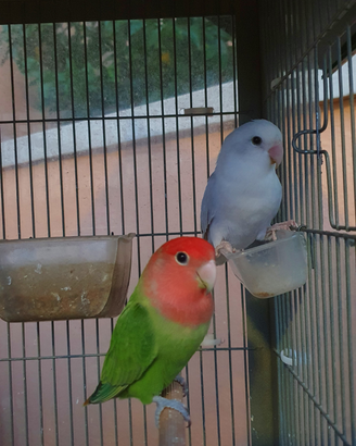 Pappagalli - inseparabili - roseicollis