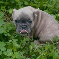 BUlldog francese