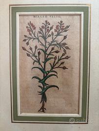 collezionismoANTICA STAMPA BOTANICA “MIAGRO FALSO”
