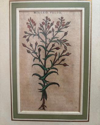 collezionismoANTICA STAMPA BOTANICA “MIAGRO FALSO”