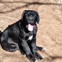 Cuccioli cane corso