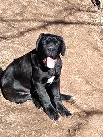 Cuccioli cane corso
