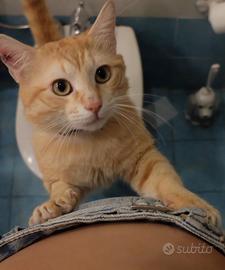 Gatto dolcissimo