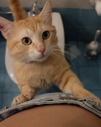 Gatto dolcissimo