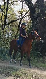 Cavallo