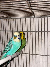 Coppia cocorite riproduttiva