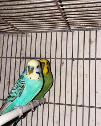 Coppia cocorite riproduttiva