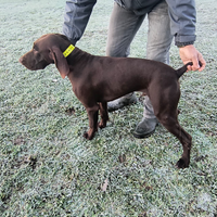 Bracco tedesco Kurzhaar