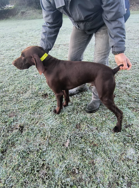 Bracco tedesco Kurzhaar