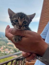 Cuccioli Gatti