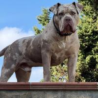 American bully XL per monta