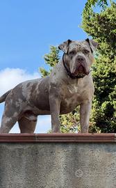 American bully XL per monta