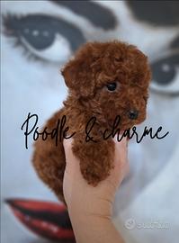 Barboncino mini toy maschietto