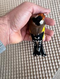 Cardellini favati e gola White e ancestrale 025