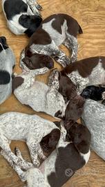 Cuccioli di Bracco Tedesco